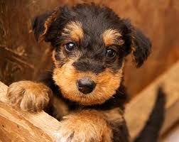 regalo cuccioli di airedale terrier cuccioli di airedale terrier , ancora disponibili un maschio e u