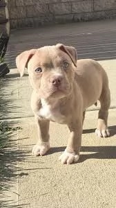 regalo cuccioli di pitbull disponibili 5 splendidi cuccioli di pitbull 3 maschi e 2 femmine  v