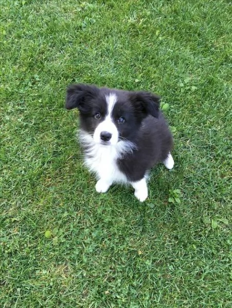 adorabili cuccioli di border collie femminucce e maschietti disponibili  i cuccioli sono vaccinati 