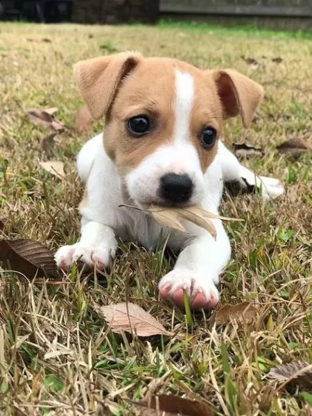 regalo jack russell cuccioli sono disponibile due bellissime cuccioli jack russell  alta genealogia