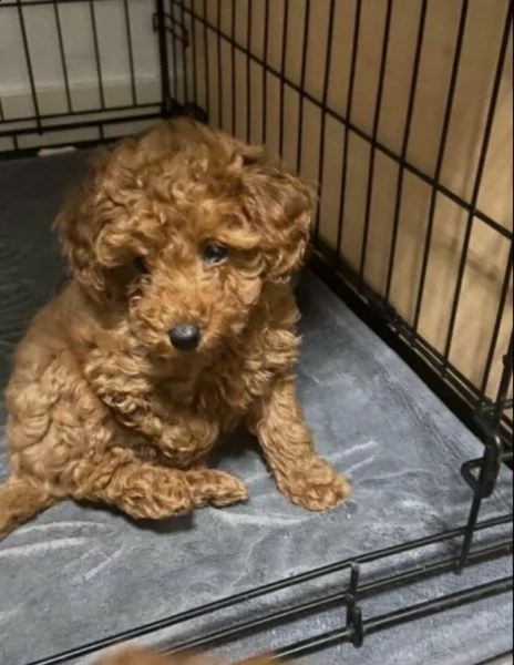 cuccioli barboncino toy