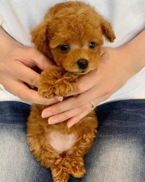 cuccioli di barboncini taglia piccola | Foto 0