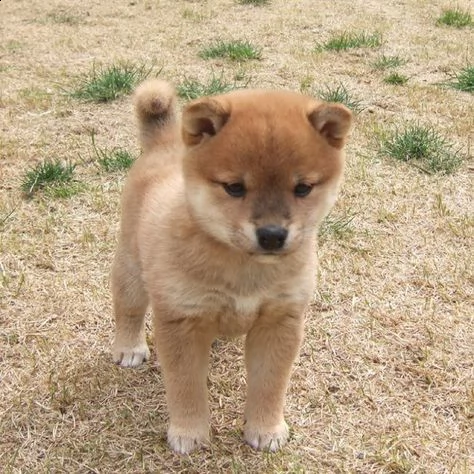 regalo cuccioli shiba inu cuccioli shiba inu maschio e femmina disponibile tutti i documenti sono d