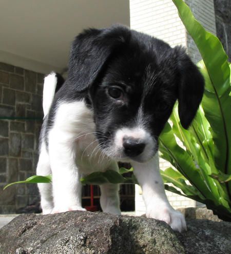 adorabili cuccioli di border collie femminucce e maschietti disponibili  i cuccioli sono vaccinati 