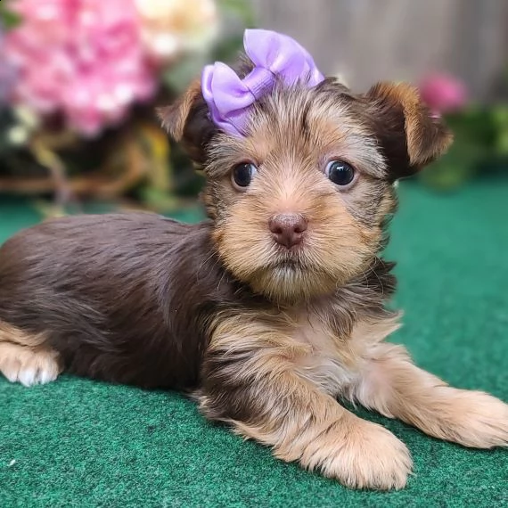 regarlo yorkshire cuccioli bellissima cucciolata cerca nuova famiglia 4 maschi e 3 femmina 60 gg 