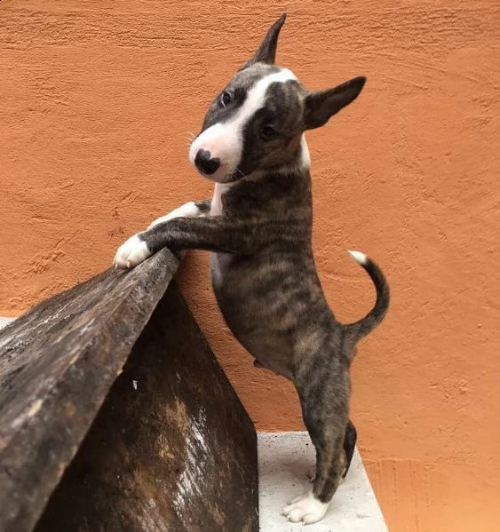  regarlo bull terrier cuccioli bellissima cucciolata cerca nuova famiglia 4 maschi e 3 femmina 60 