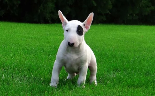  regarlo bull terrier cuccioli bellissima cucciolata cerca nuova famiglia 4 maschi e 3 femmina 60  | Foto 0