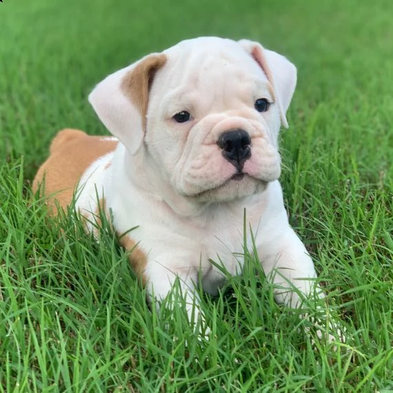 regarlo bulldog inglese cuccioli bellissima cucciolata cerca nuova famiglia 4 maschi e 3 femmina 6