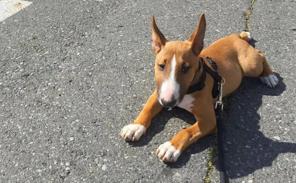 bull terrier cuccioli per ladozione bellissima cucciolata cerca nuova famiglia 4 maschi e 3 femmin