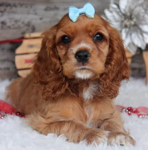 cocker spaniel cuccioli per ladozione bellissima cucciolata cerca nuova famiglia 4 maschi e 3 femm