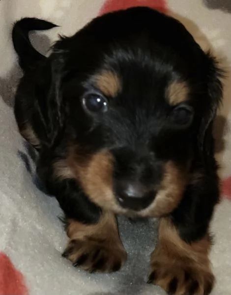 adorabili cuccioli bassotto femminucce e maschietti disponibili