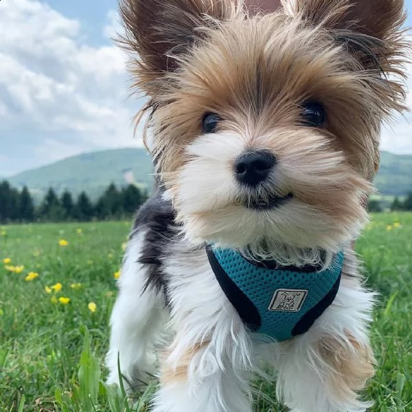 cuccioli di yorkshire  per adozione