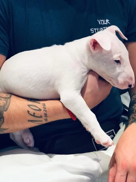 splendidi cuccioli di bull terrier