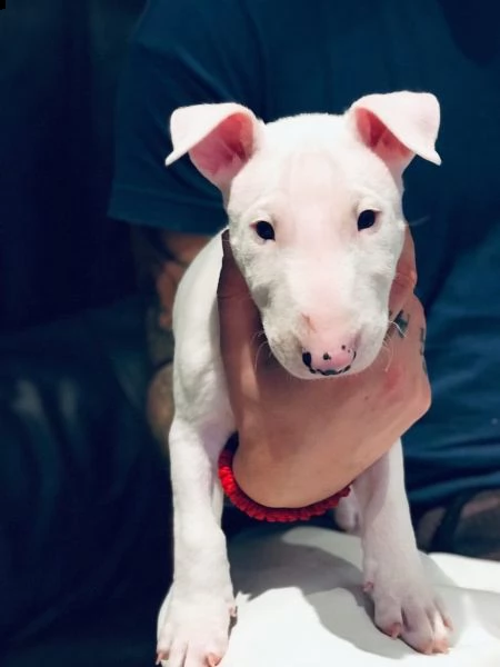 splendidi cuccioli di bull terrier | Foto 0