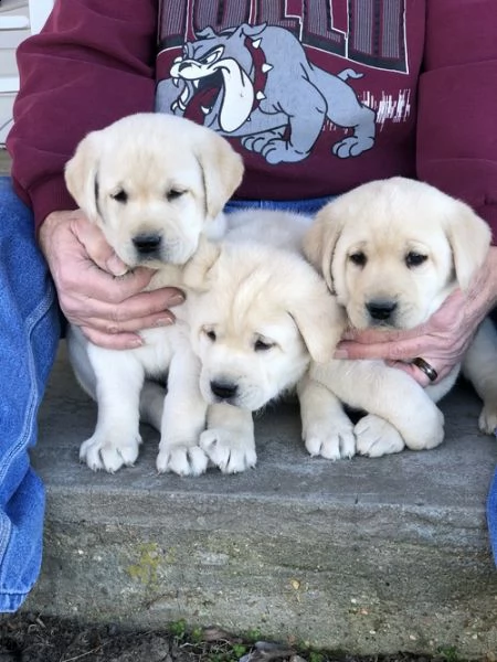 regalo bello labrador  cuccioli maschi e femmine 