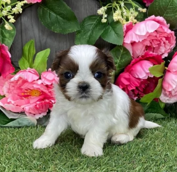 regalo cuccioli di shitzu 