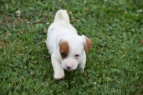 regalo jack russell terrier .
