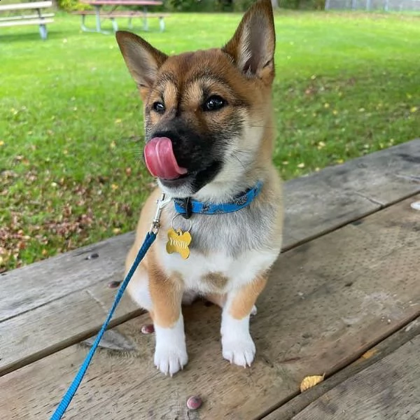 regalo due cuccioli di shiba inu per ladozione