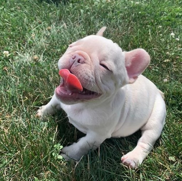 cuccioli di bulldog francese per ladozione