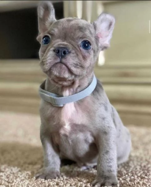 cuccioli di bulldog francese per ladozione