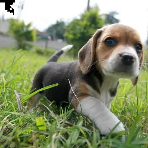 regalo cuccioli dolce e bella beagle stiamo dando questi nostri cuccioli sani maschi e femmine in un