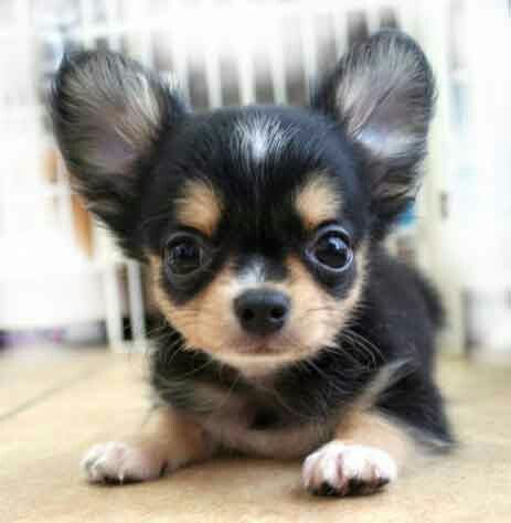 regalo cuccioli dolce e bella chihuahua toy stiamo dando questi nostri cuccioli sani maschi e femmin