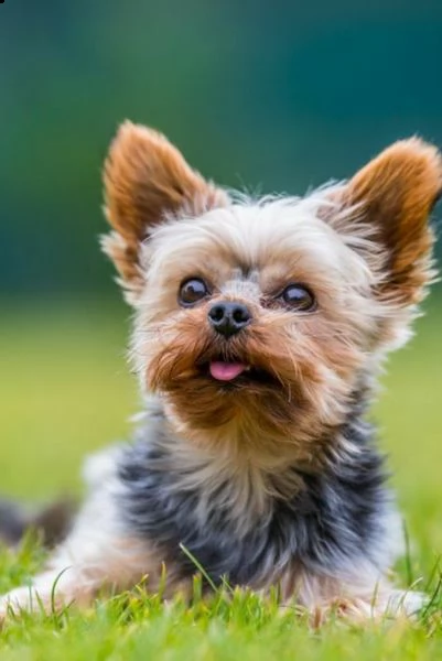  regalo cuccioli di yorkie bellissimi cuccioli vengono consegnati con vaccinazioni sverminati micr