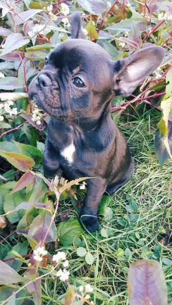 regalo cuccioli di cane a bulldog francese splendidi cuccioli di bulldog francese ad appassionati de