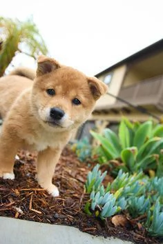 regalo akita inu cuccioli maschio e femmina disponibili cuccioli  ottima genealogia caratteri sple