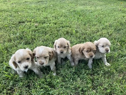 regalo cuccioli coker spaniel