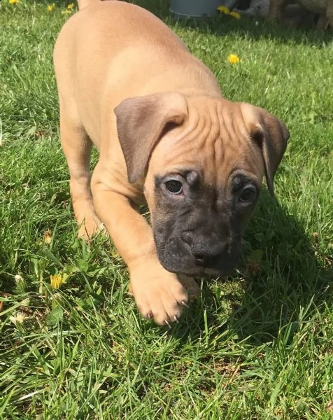 regalo estremamente carino cuccioli di boxer per ladozione 