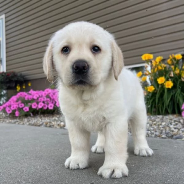 regalo golden retriver cuccioli 