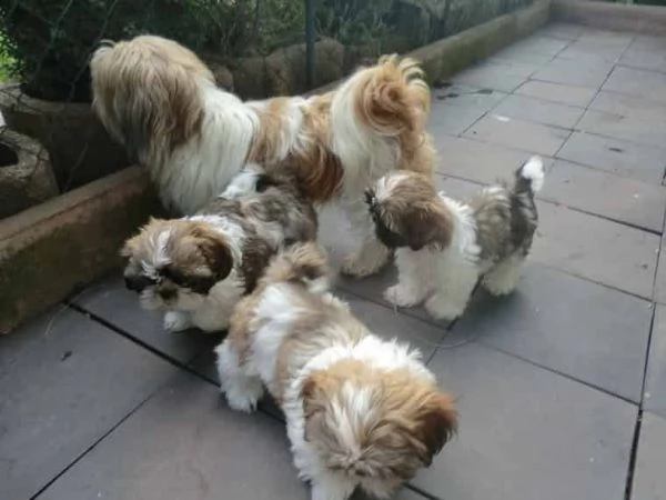 regalo cuccioli shih tzu