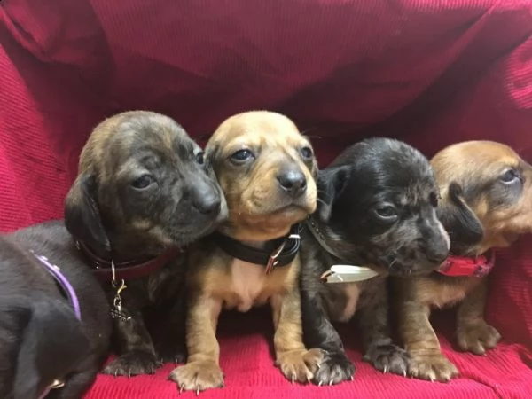 regalo adorabili cuccioli bassotto femminucce e maschietti