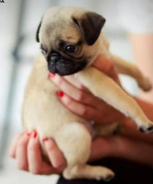  regalo cuccioli carlino ciao siamo un piccolo allevamento amatoriale abbiamo a disposizone degli sp