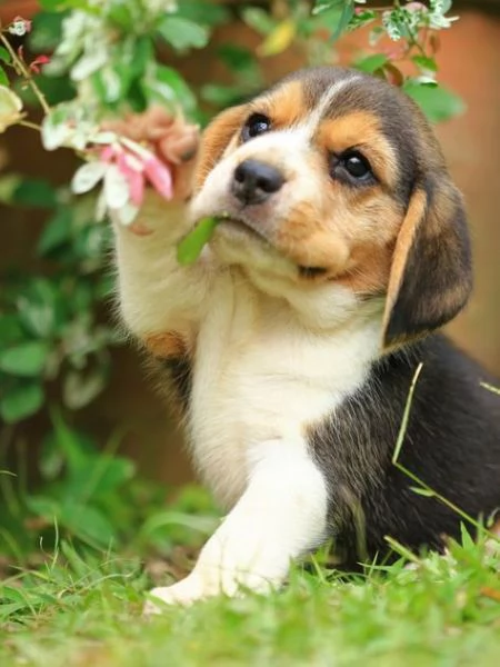 regalo cuccioli dolce e bella beagle stiamo dando questi nostri cuccioli sani maschi e femmine in un