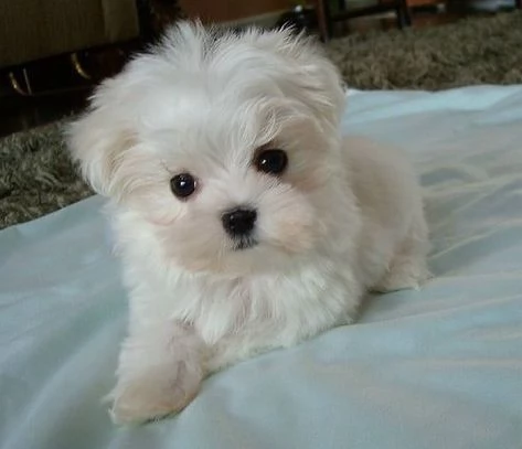 regalo dolci cuccioli maltese per ladozione abbiamo cuccioli maltese molto felice e sorprendente a