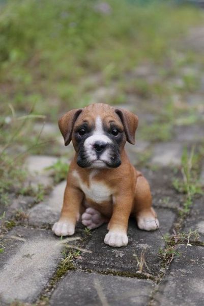 regalo abbiamo cuccioli di bullmastiff sono bullmastiff di dimensioni  sono registrati akc sono mo