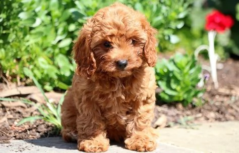 regalo abbiamo cuccioli di barboncino sono barboncino di dimensioni standard  sono registrati akc 