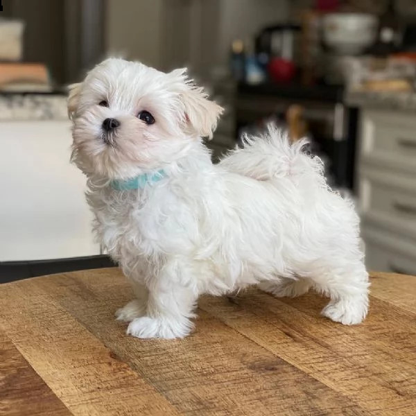 regalo maltese cuccioli meravigliosi  