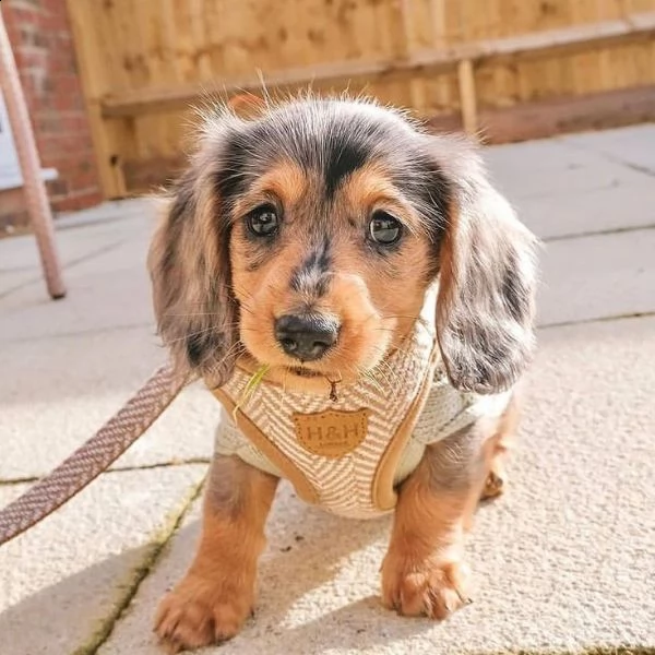 regalo adorabili cuccioli  bassotto femminucce e maschietti