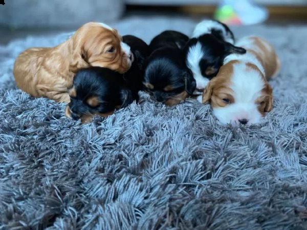  regalo cavalier king cuccioli meravigliosi  