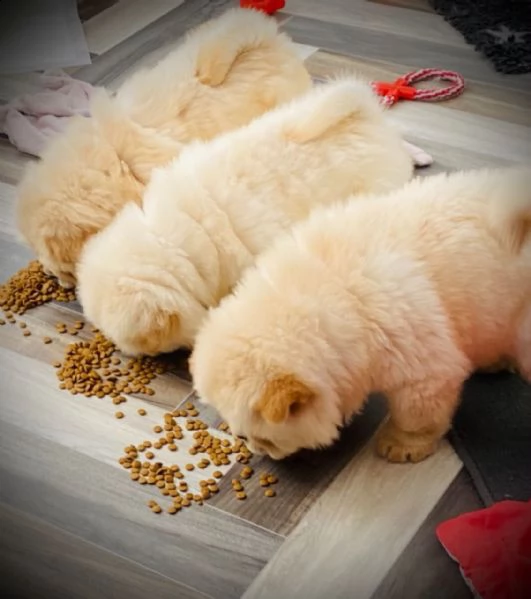  adorabili cuccioli di chow chow in regalo