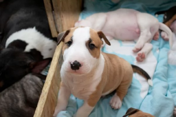   adorabili cuccioli di bull terrier in regalo
