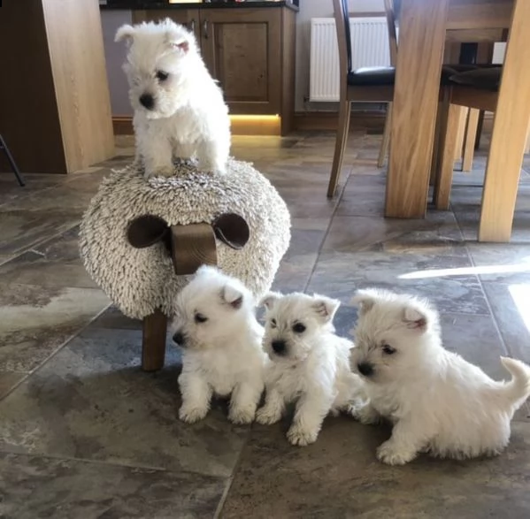 regalo adorabili cuccioli west highland terrier bianco femminucce e maschietti