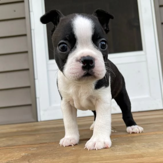 regalo cuccioli boston terrier