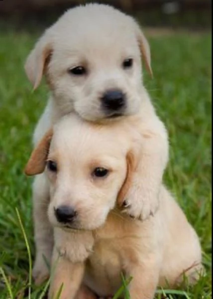  regalo bellissimi cuccioli di labrador fantastici cuccioli di labrador con libretto sanitario primo