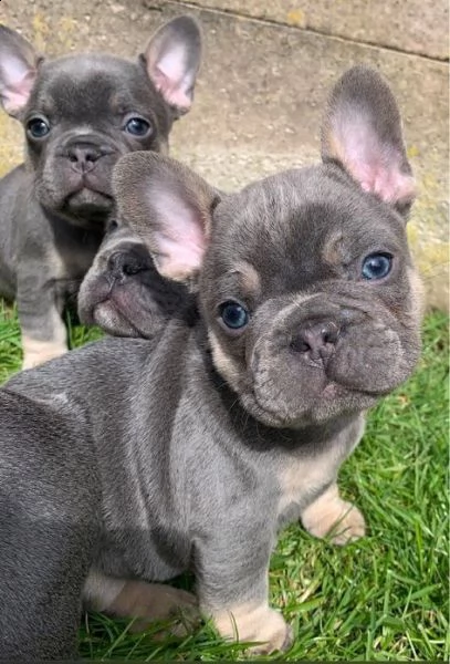regalo cuccioli di bulldog francese bellissimi cuccioli disponibili, carattere adorabile ,sono docil