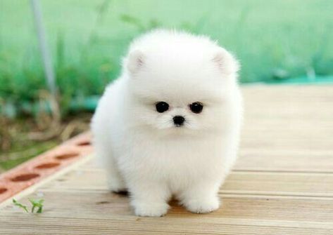 regalo pomerania cuccioli maschio e femmina bellissimi cuccioli di pomerania maschio e femmina s