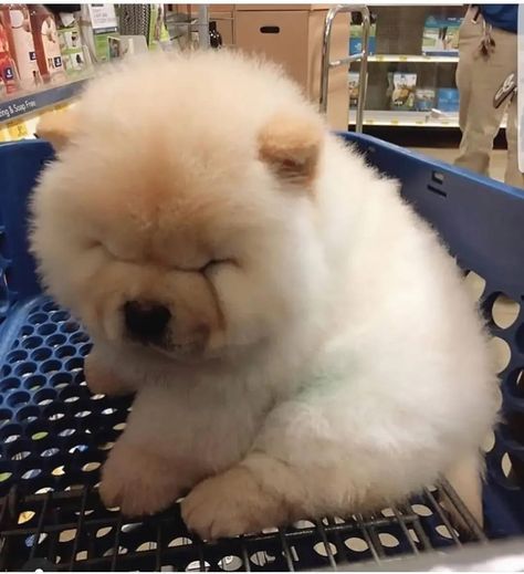 adorabili cuccioli di chow chow femminucce e maschietti disponibili  i cuccioli sono vaccinati sver